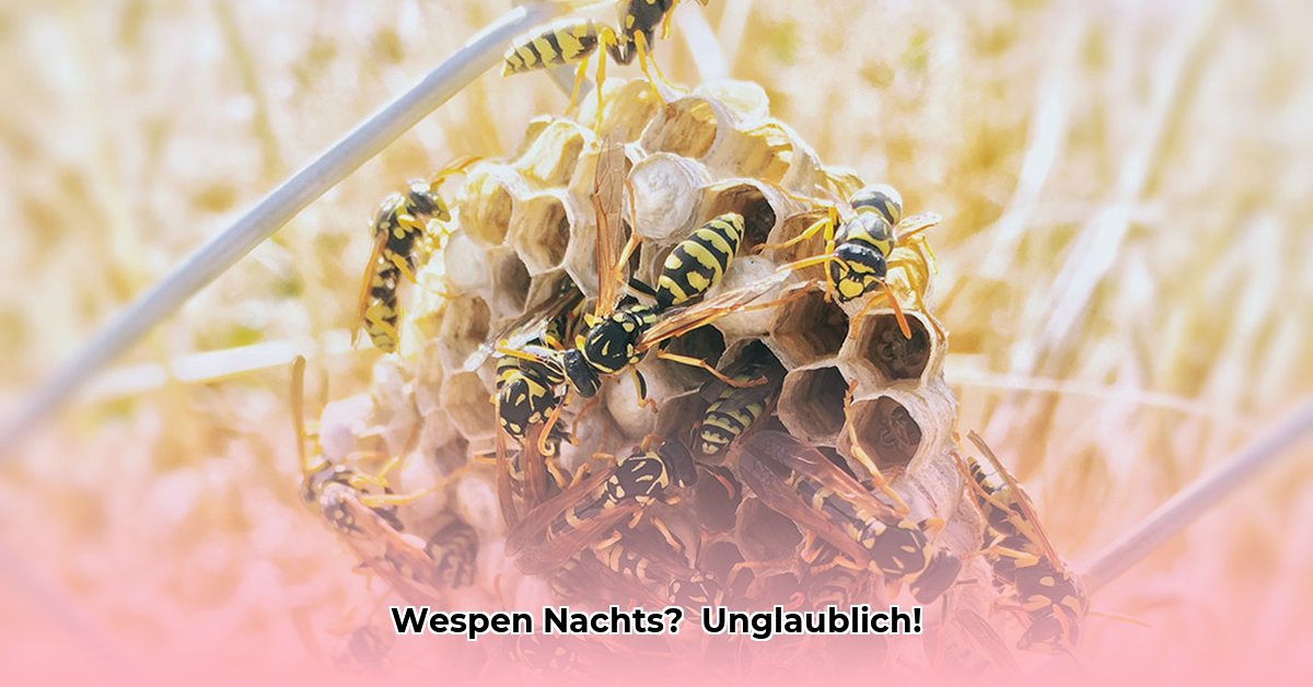 sind-wespen-nachts-aktiv
